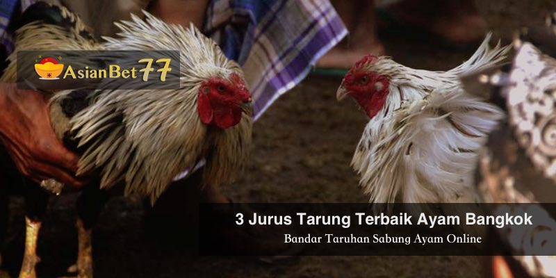 3 Jurus Tarung Terbaik Ayam Bangkok - Sabung Ayam Online