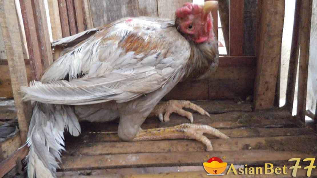 Cara Mengobati Penyakit Tetelo Pada Ayam Bangkok Aduan